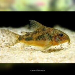 CORIDORA PALEATUS* (E)