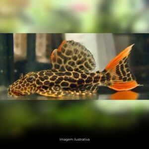 CASCUDO RED TAIL STERNELA L114* (E)
