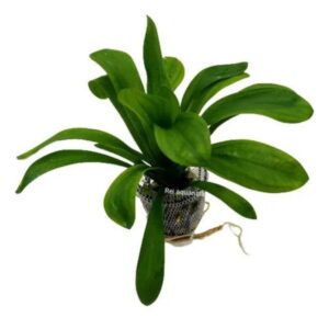 PL /VASO SAGITARIA GRAMINEA
