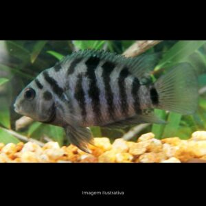 CICHLASOMA NIGROFASCIATUM ph-7.0 (A)