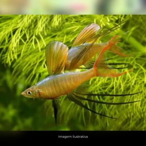 IRIATHERINA WERNERE ph-6.8                     (A)