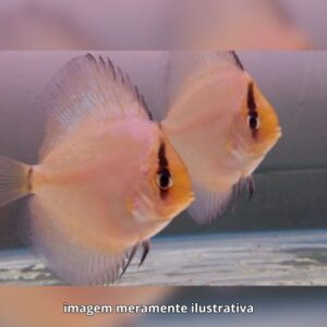 DISCO FANTASMA M/G PH-6.8                 (A)