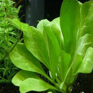 PLANTA SAMULOS PARVIFLORUS (ALFACINHA)*