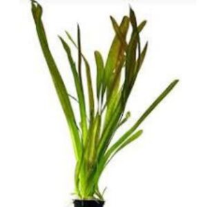 PL /VASO VALISNERIA GIGANTE