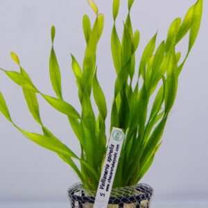 PL /VASO VALISNERIA SPIRALIS