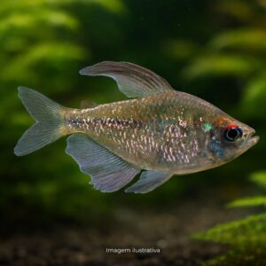 TETRA DIAMANTE ph-7.0                          (A)