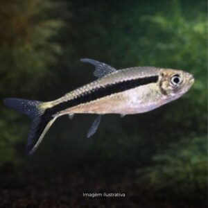 TETRA PINGUIM* ph-7.0                          (A)