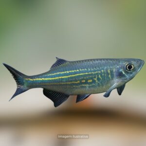 DANIO MALABARICOS ph-7.0*                    (A)