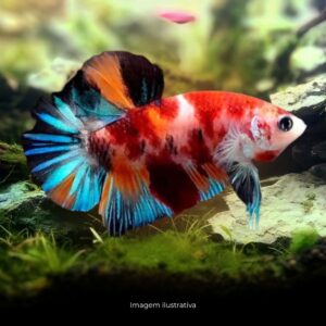BETTA PLAKAT KOI