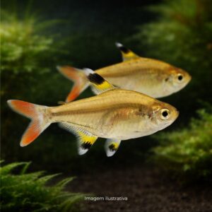 TETRA PRISTELA GOLD ph-7.0                     (A)