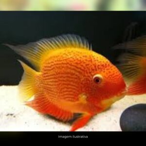 ACARA SEVERO GOLD RED SPOTED MTZ    (A)