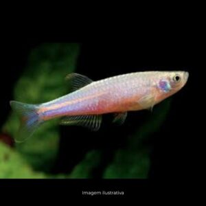 DANIO PEROLA ph-7.0              (A)