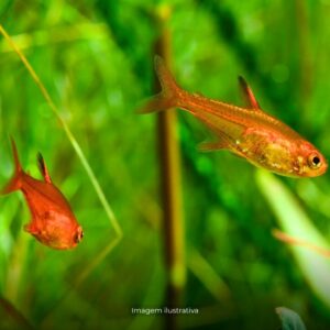 TETRA FOGUINHO AMANDAE ph-7.0                  (A)