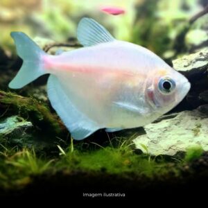TETRA ROSA* ph-7.0                             (A)