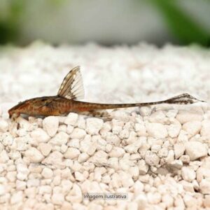 RINELORICARIA FALLAX                           (E)