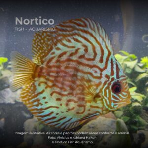 DISCO RED TURQUESA MTZ ph-6.8                  (A)