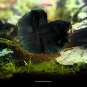 BETTA MACHO PRETO ph-7.0                       (A)
