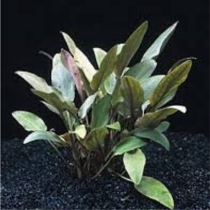 PL /VASO CRIPTOCORYNE BECKETTII