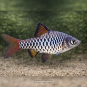 BARBUS OLIGOLEPIS ph-7.0*                      (A)
