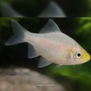 BARBUS SUMATRA WHITE ph-7.0                    (A)