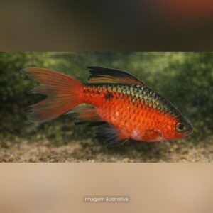 BARBUS CONCHONIUS VEU ph-7.0                   (A)