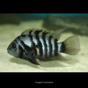 ACARA DO CONGO ph-8.0*             (A)