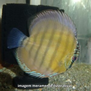 DISCO MARRON GR SELVAGEM * PH-6.8             (A)