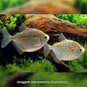PACU PRATA MD ph-7.0*                          (A)