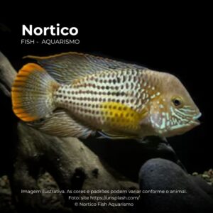 CICHLASSOMA GREEN TERROR PQ* ph-7.0 (A)