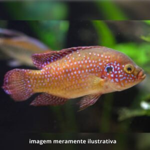 ACARA JOIA* ph-7.0                        (A)