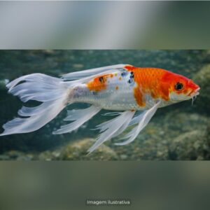 CARPA VEU PQ* ph-7.2                           (A)