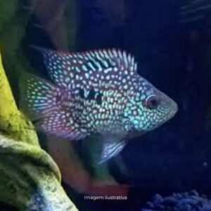 CICHLASOMA TEXAS BLUE PQ* (A)