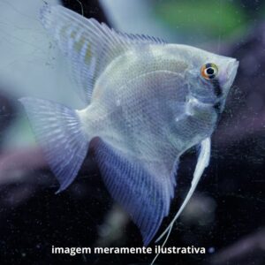 ACARA BANDEIRA PQ* ph-6.8                      (A)
