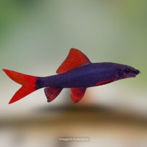 LABEO FRENATUS P/M ph-7.0*                   (A)