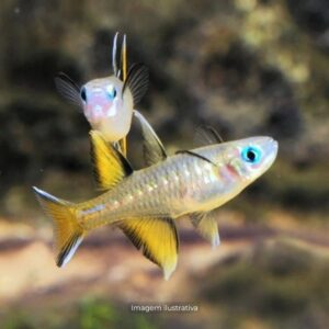 PSEUDOMUGIL SIGNIFER                        (A)