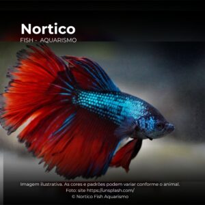 BETTA MACHO GD* ph-7.0 (A)