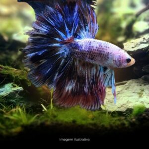 BETTA PALHACO* ph-7.0                          (A)