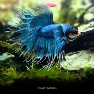 BETTA CROWN TAIL* ph-7.0                       (A)