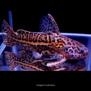 LIOSOMADORA ONCINUS TIGRE * ph-7.0             (E)