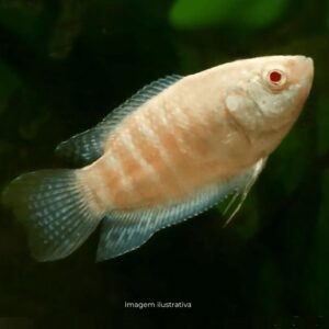 PARAISO ALBINO* ph-7.0 (A)