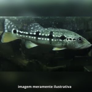 TUCUNARE PINIMA 10 A 12 CM    (A)