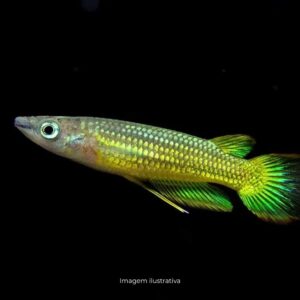 PANCHAX GOLDEN ph-7.0                          (A)