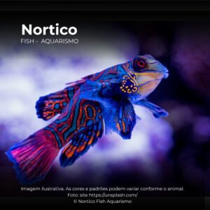 GOBY MANDARIN BLUE MD                         (E)