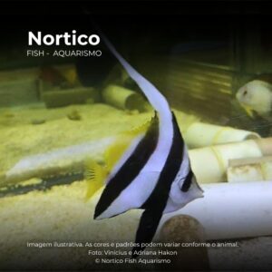 BORBOLETA HENIOCHUS BLACK & WHITE              (E)