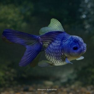 KINGUIO ORANDA AZUL PQ*                        (A)