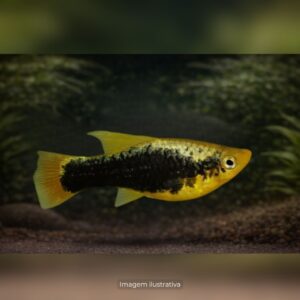 PLATI HAWAI* ph-7.2                            (A)