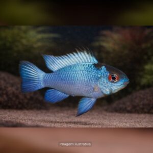 CICL RAMIREZI ELETRIC BLUE                  (E)