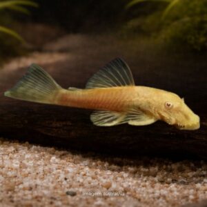 CASCUDO CHOCOLATE ALBINO 25 A 30CM        (E)