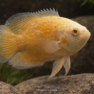 OSCAR ALBINO RED RUBI PM                  (A)