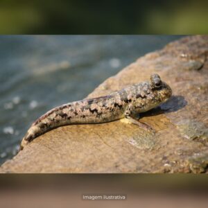 MUDSKIPPER BARRED (E)